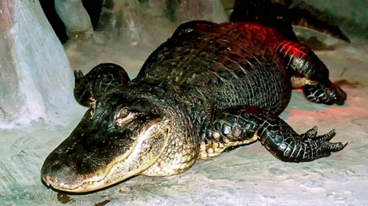 Миссисипский Аллигатор в Московском зоопарке