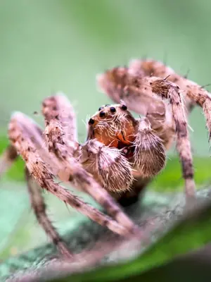 Мизгирь паук