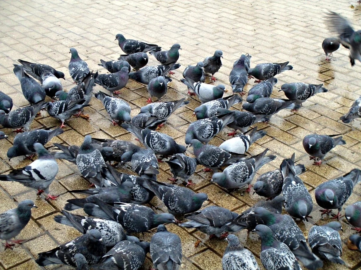 Много голубей