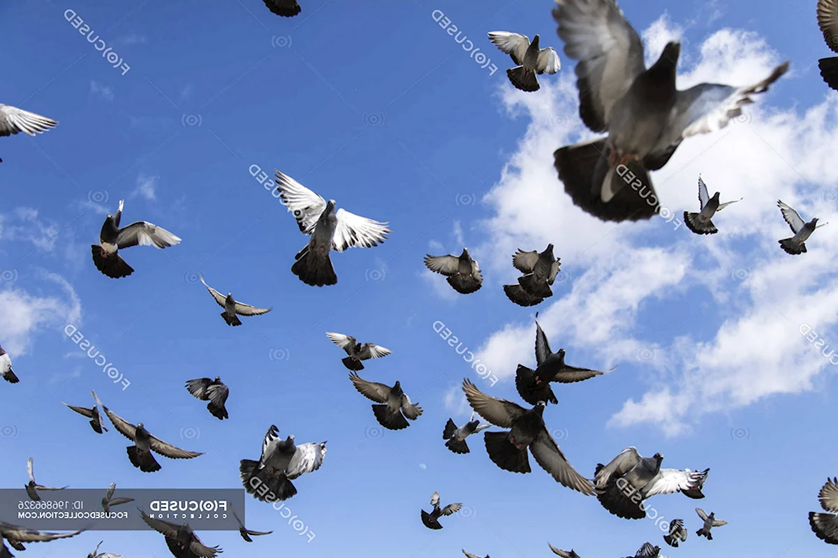 Много голубей в небе