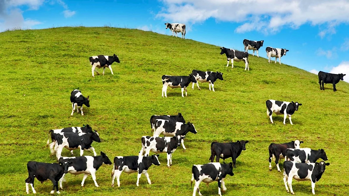 Много коров