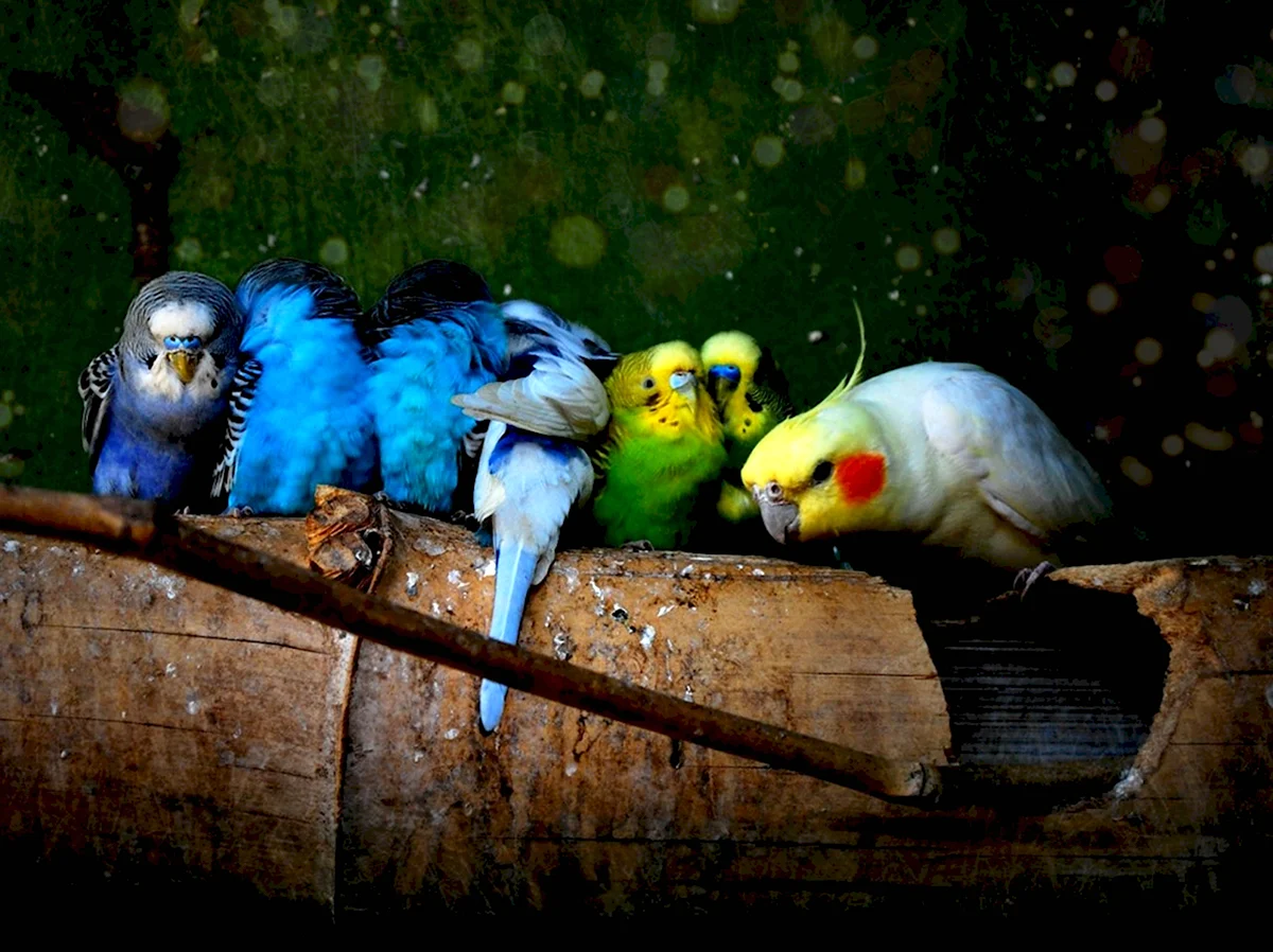 Много попугаев