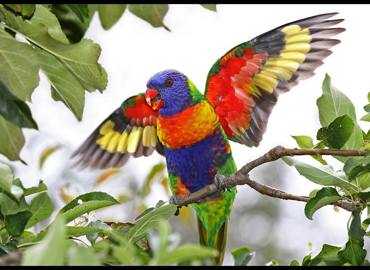 Многоцветный лорикет попугай