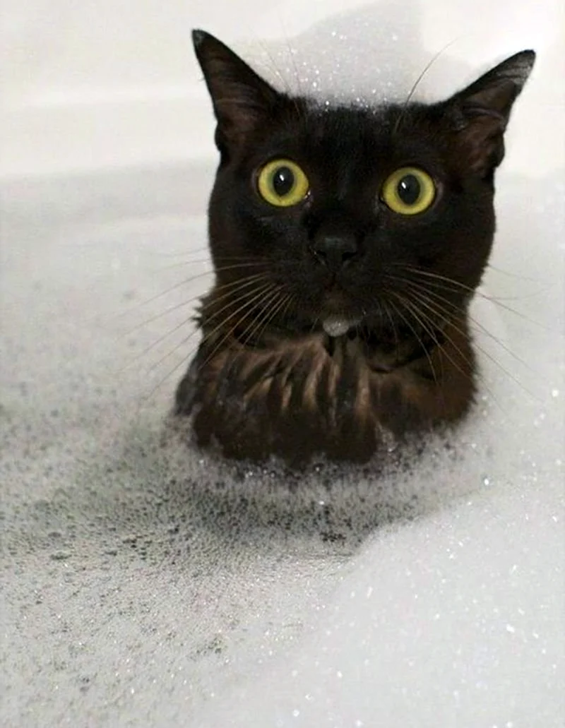 Мокрая кошка