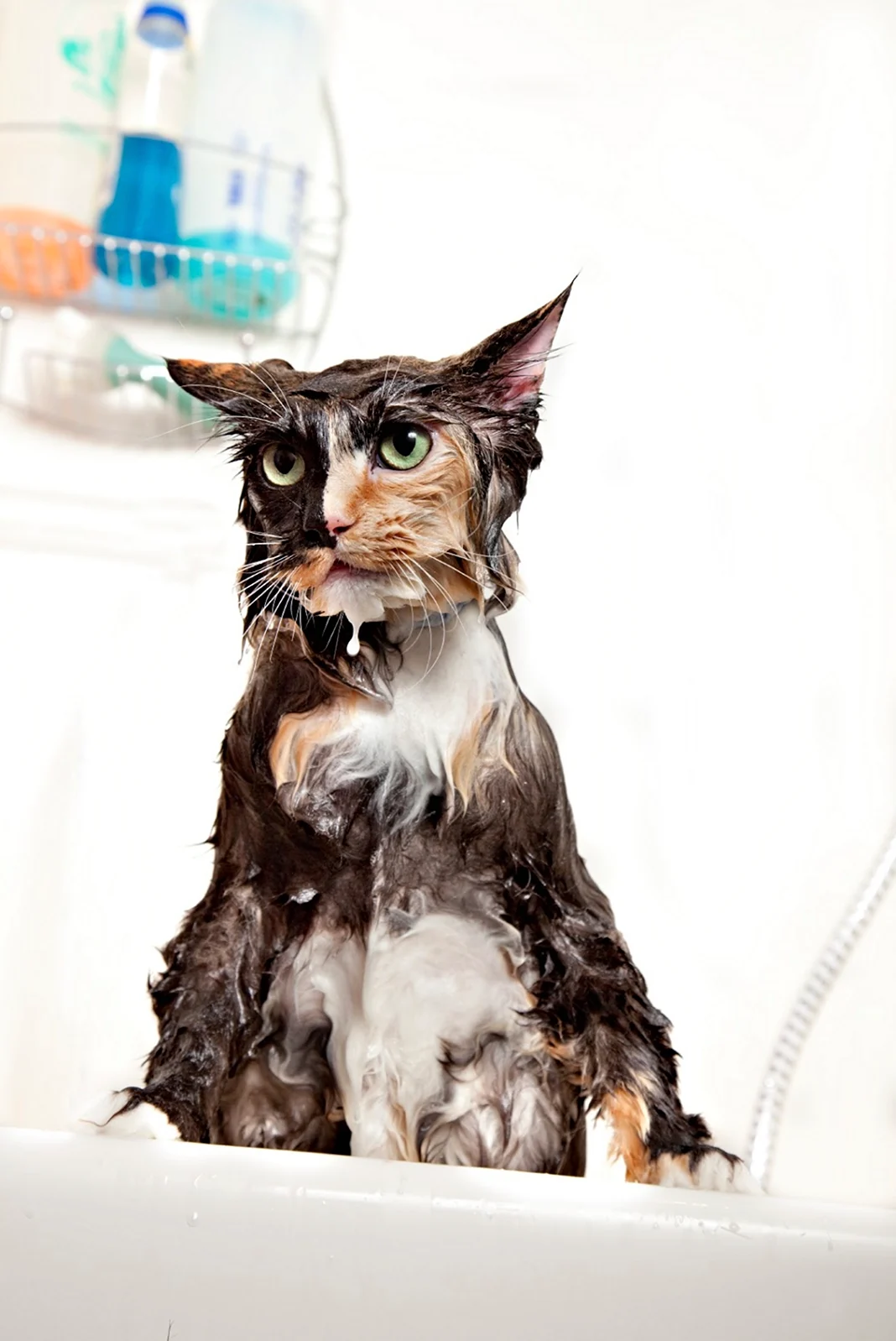 Мокрая кошка в купальнике