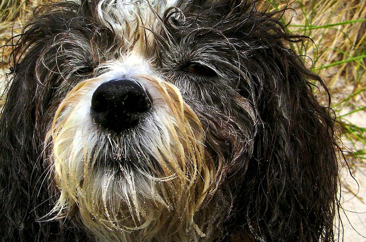 Мокрая взъерошенная собака