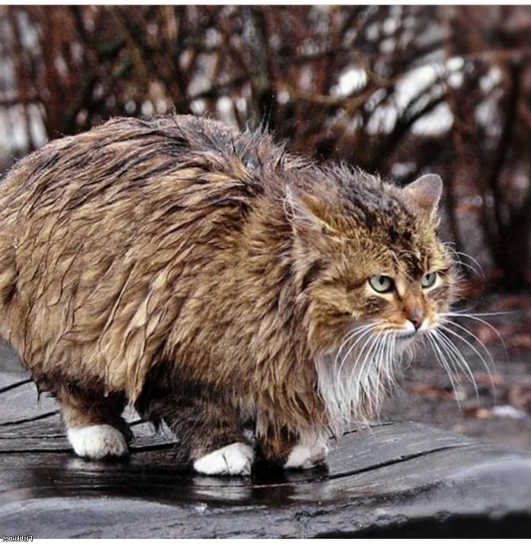 Мокрый кот на улице