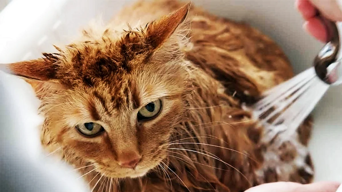 Мокрый рыжий кот