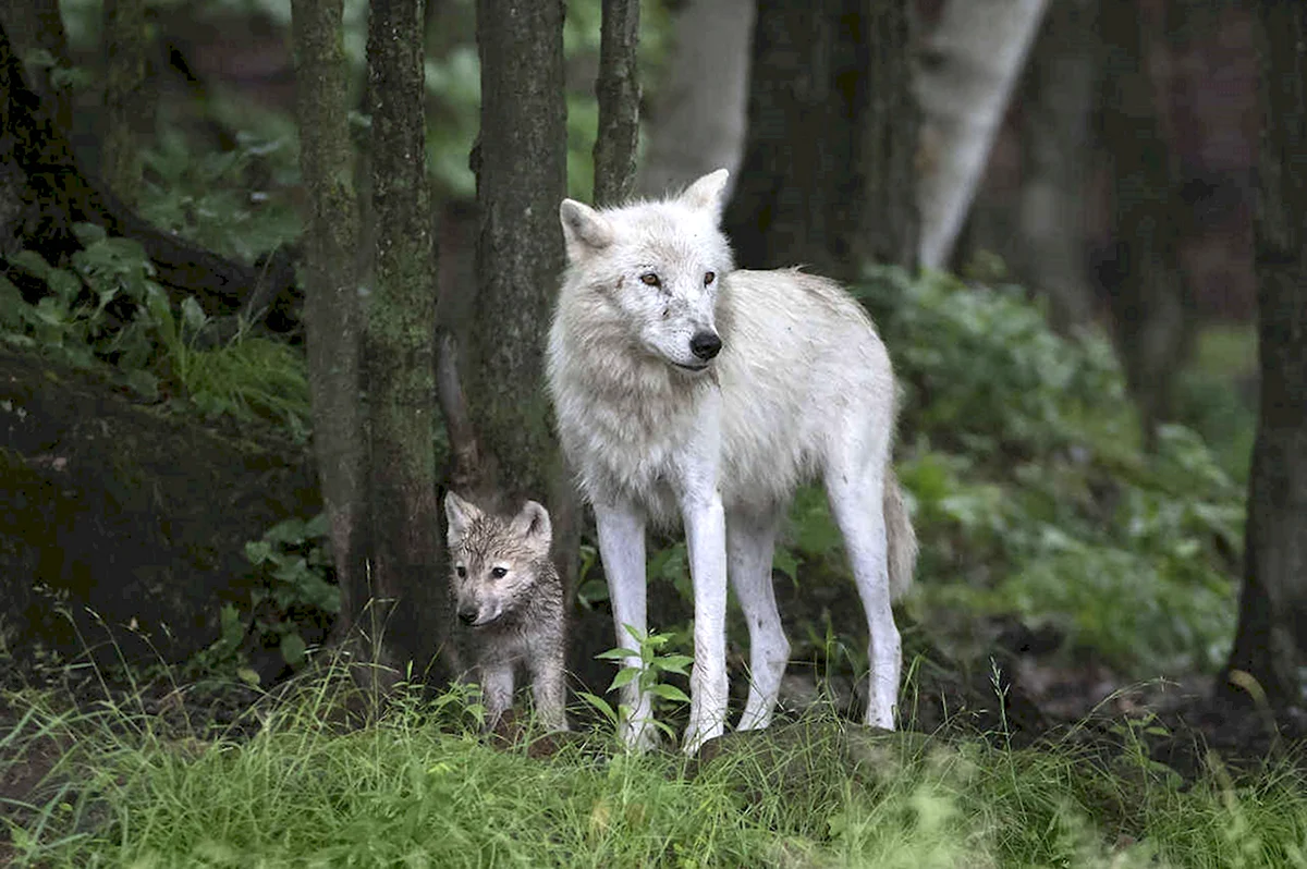 Молодые волчата