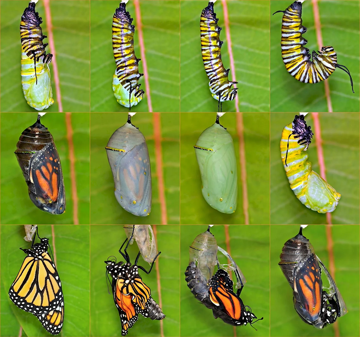 Монарх жизненный цикл бабочки