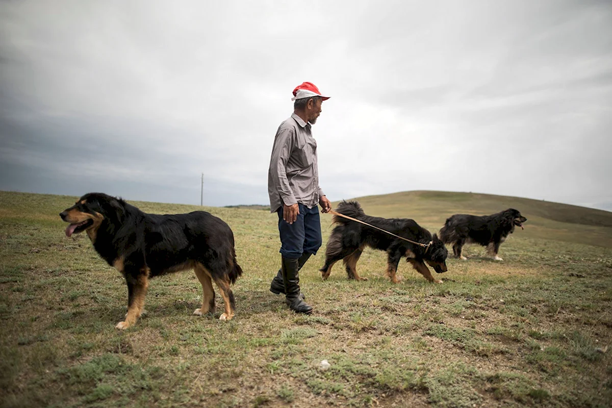 Монгольская овчарка волкодав
