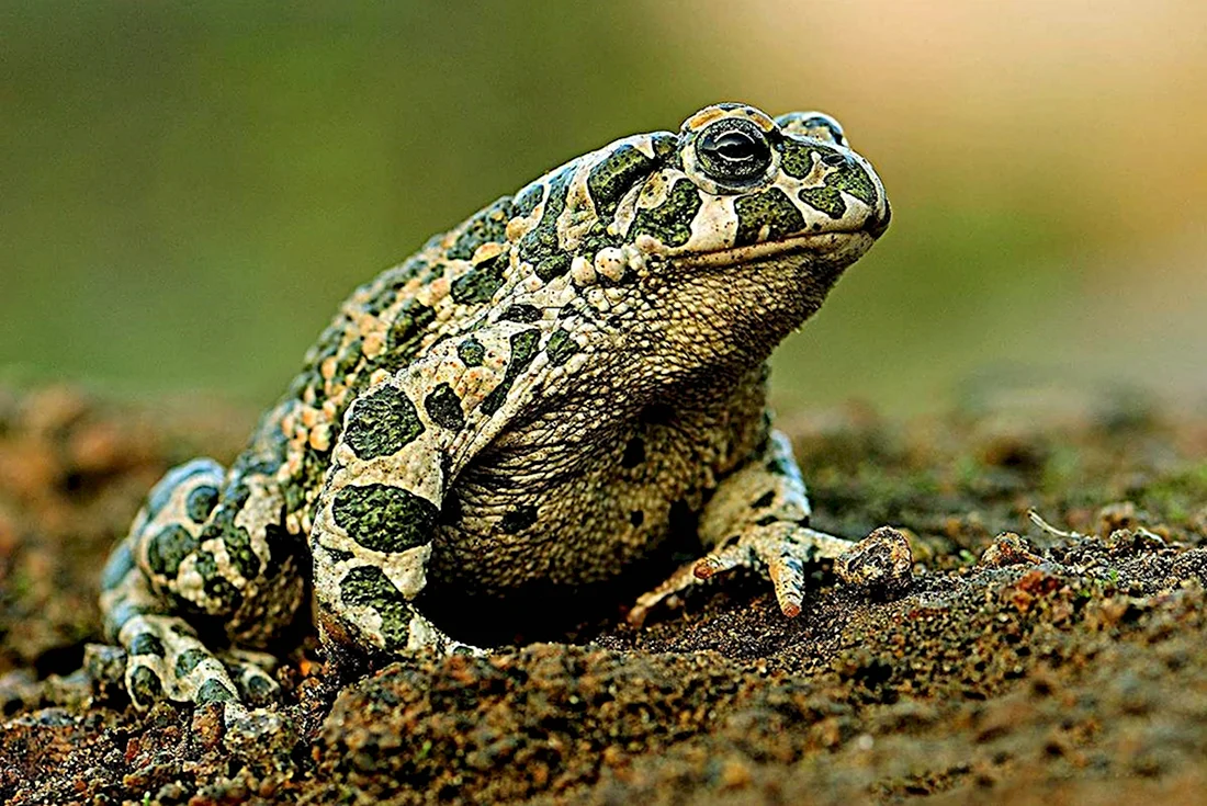 Монгольская жаба Bufo Raddei