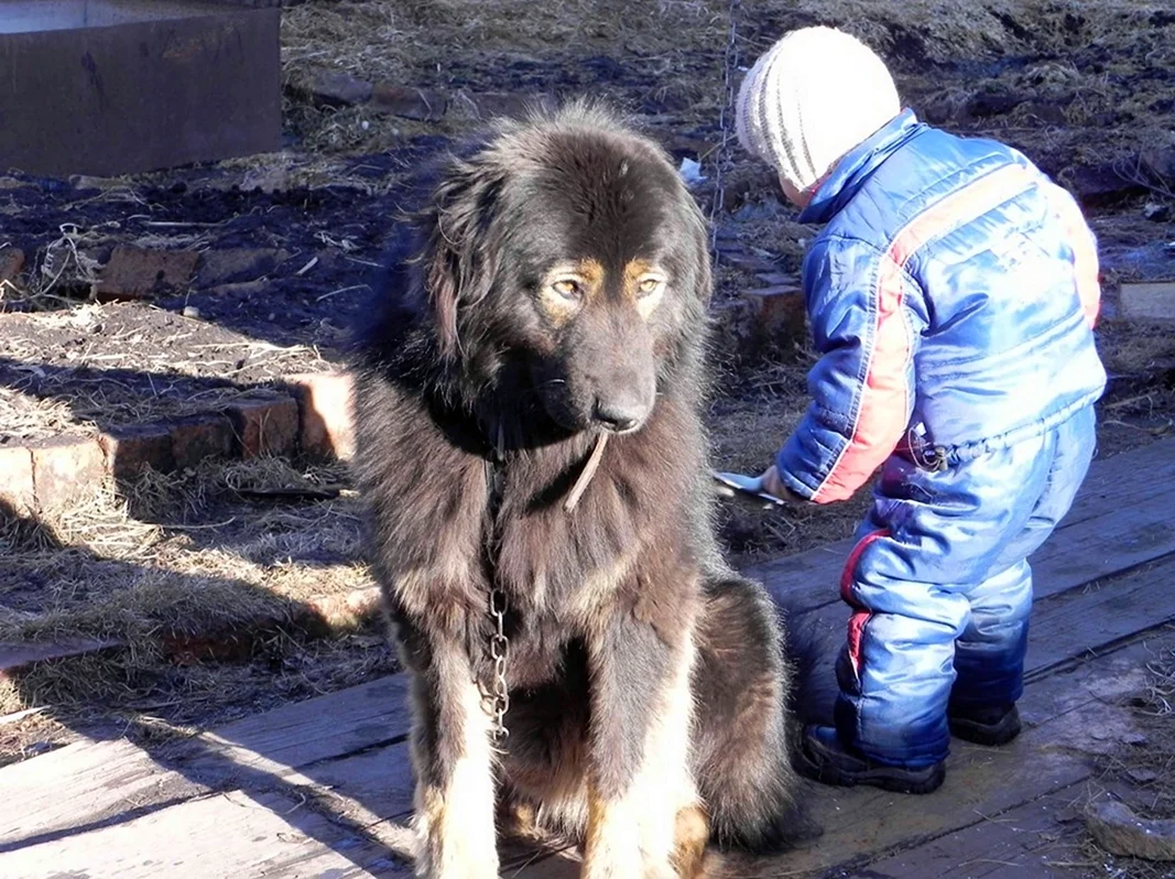 Монгольский волкодав банхар