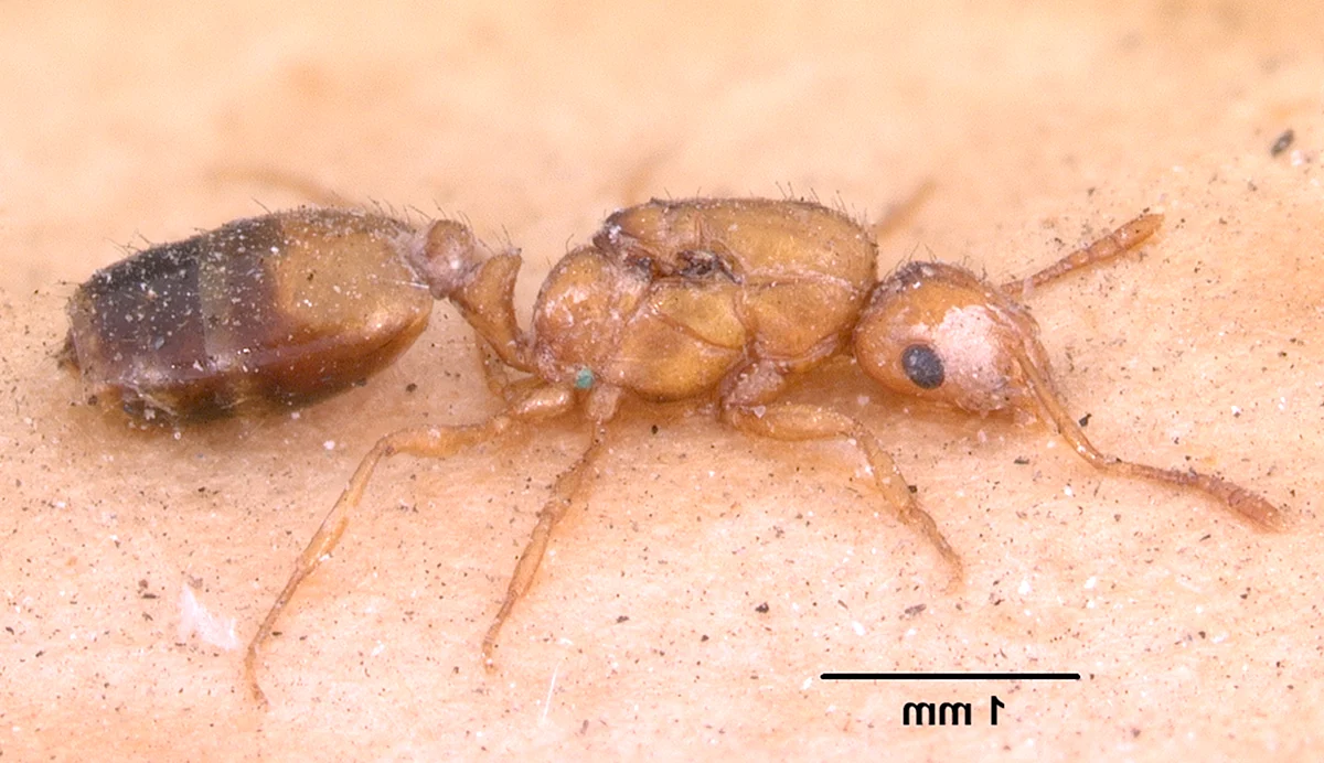 Мономориум муравьи