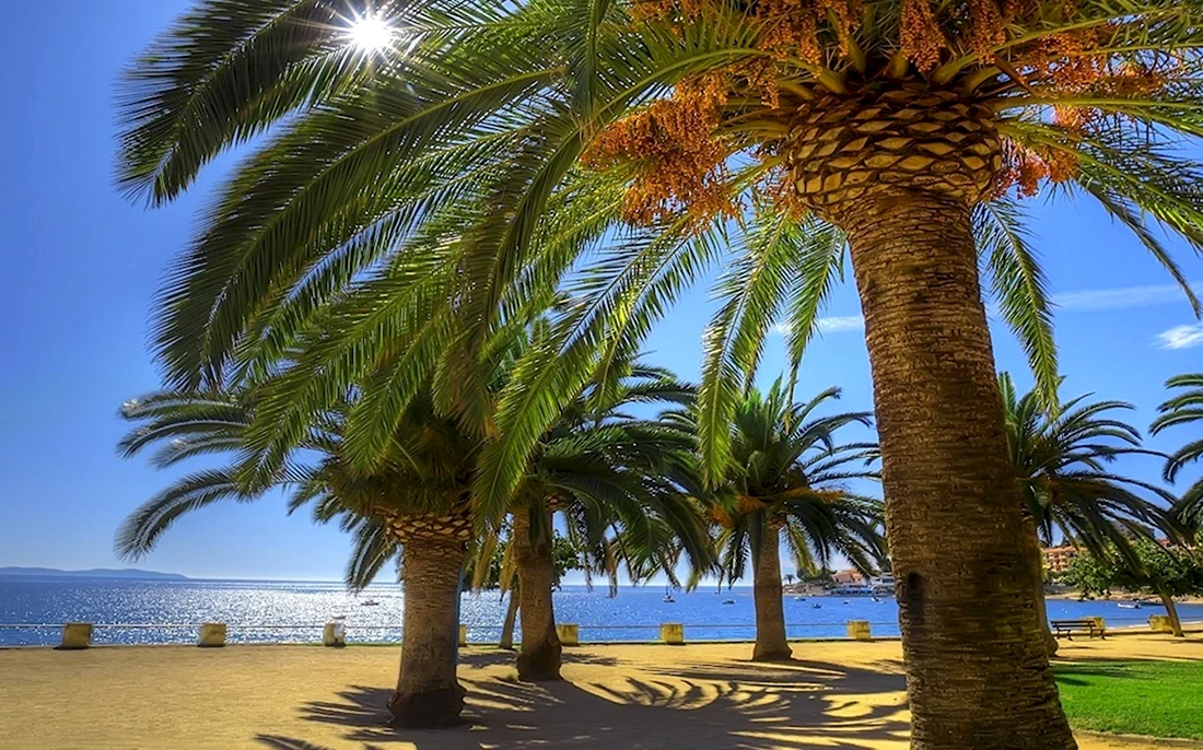 Монтевидео пальмы