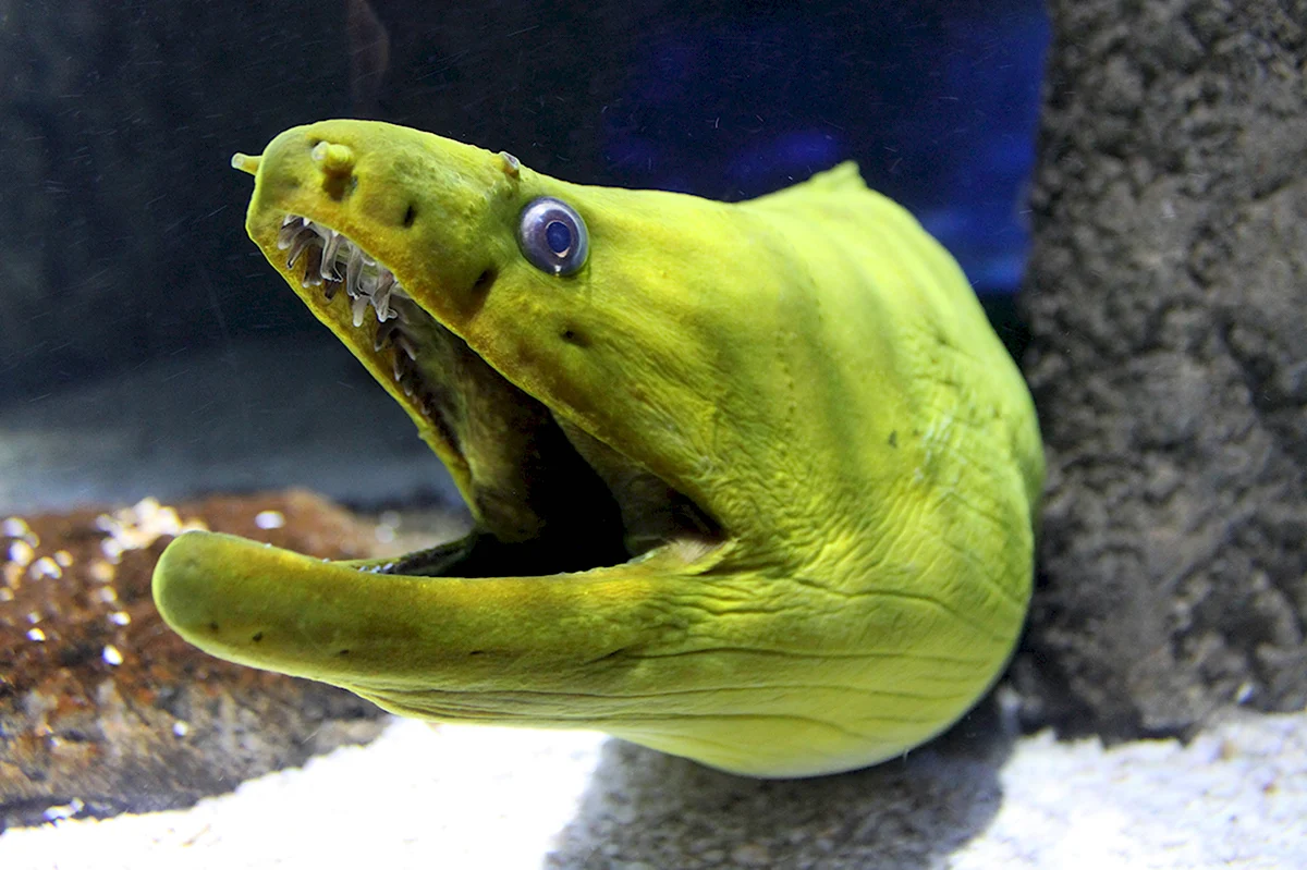 Moray eel рыба