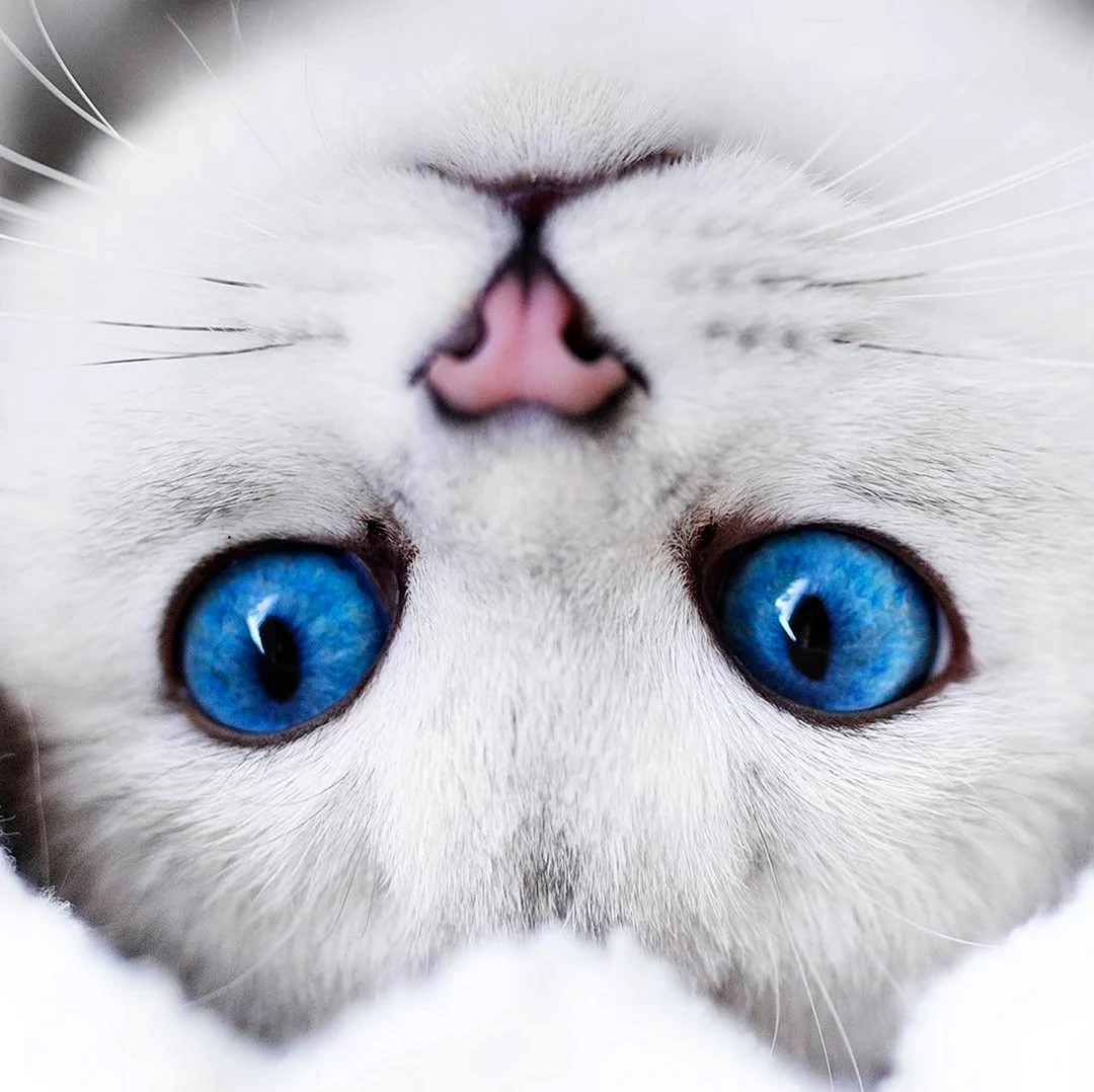 Морда кошки с голубыми глазами