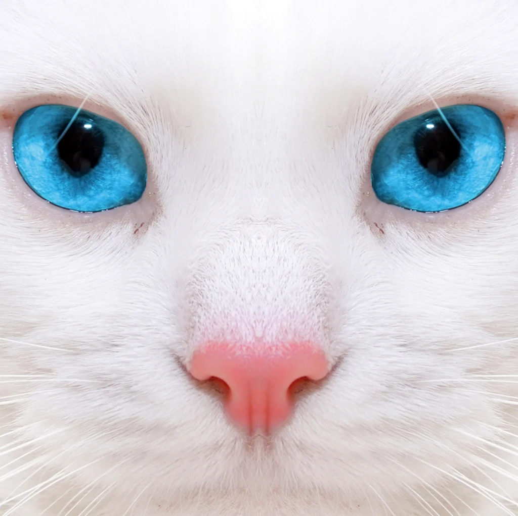 Мордочка белого кота