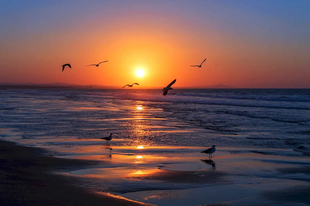 Море птицы рассвет