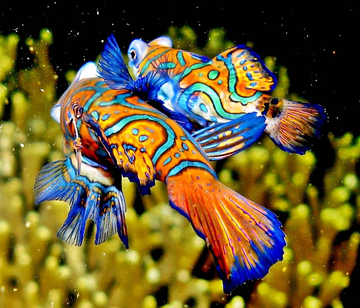 Морская рыбка Мандаринка