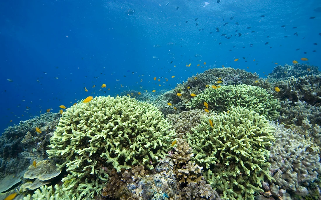 Морские кораллы на Красном море