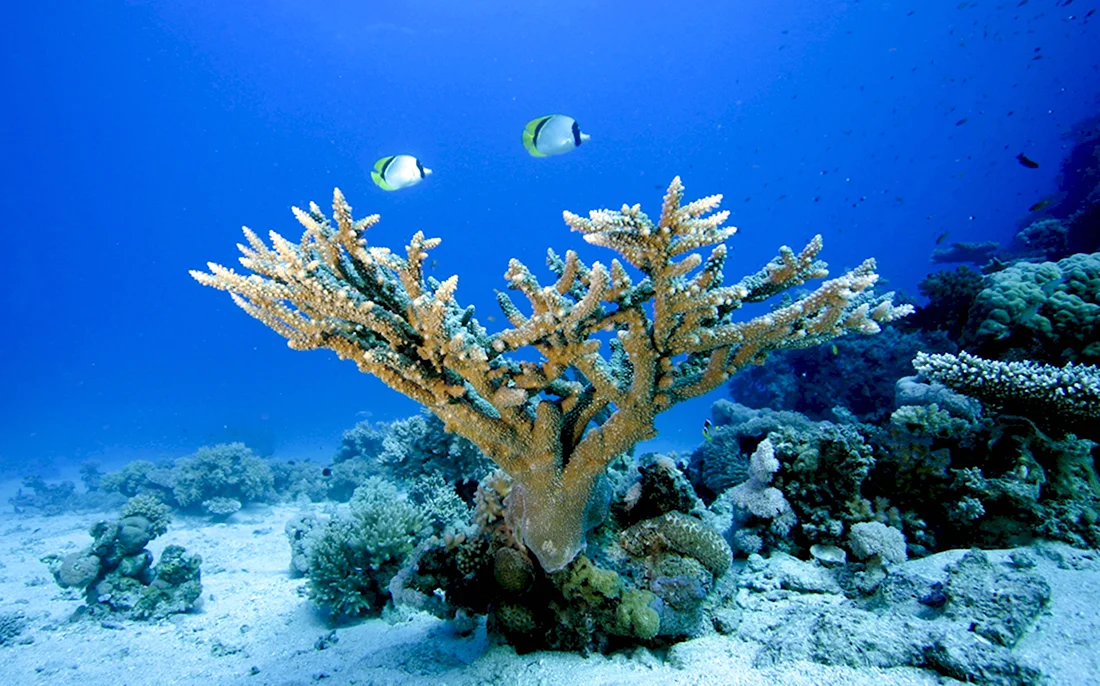 Морское дно коралловый риф