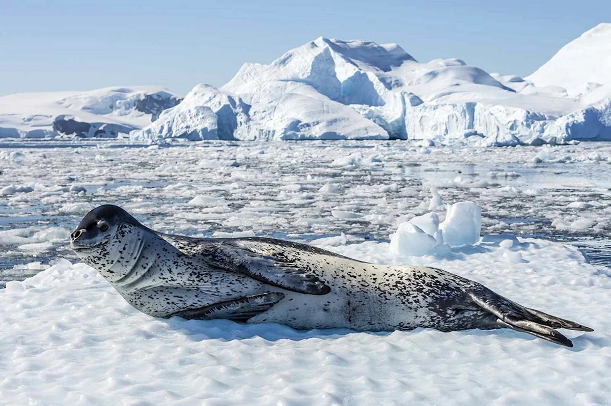 Морской леопард в Антарктиде