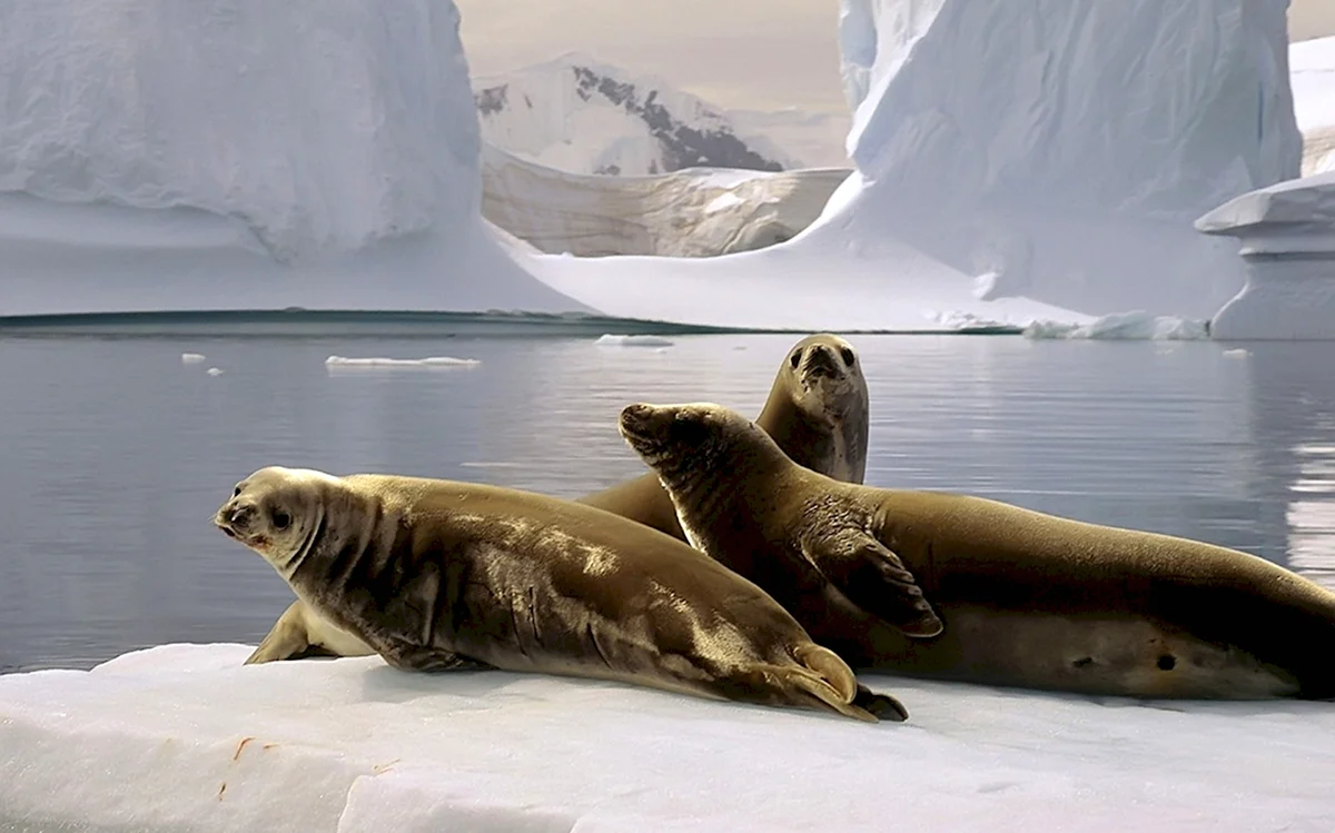 Морской тюлень в Антарктиде
