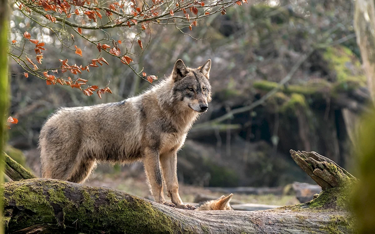 Мосбахский волк