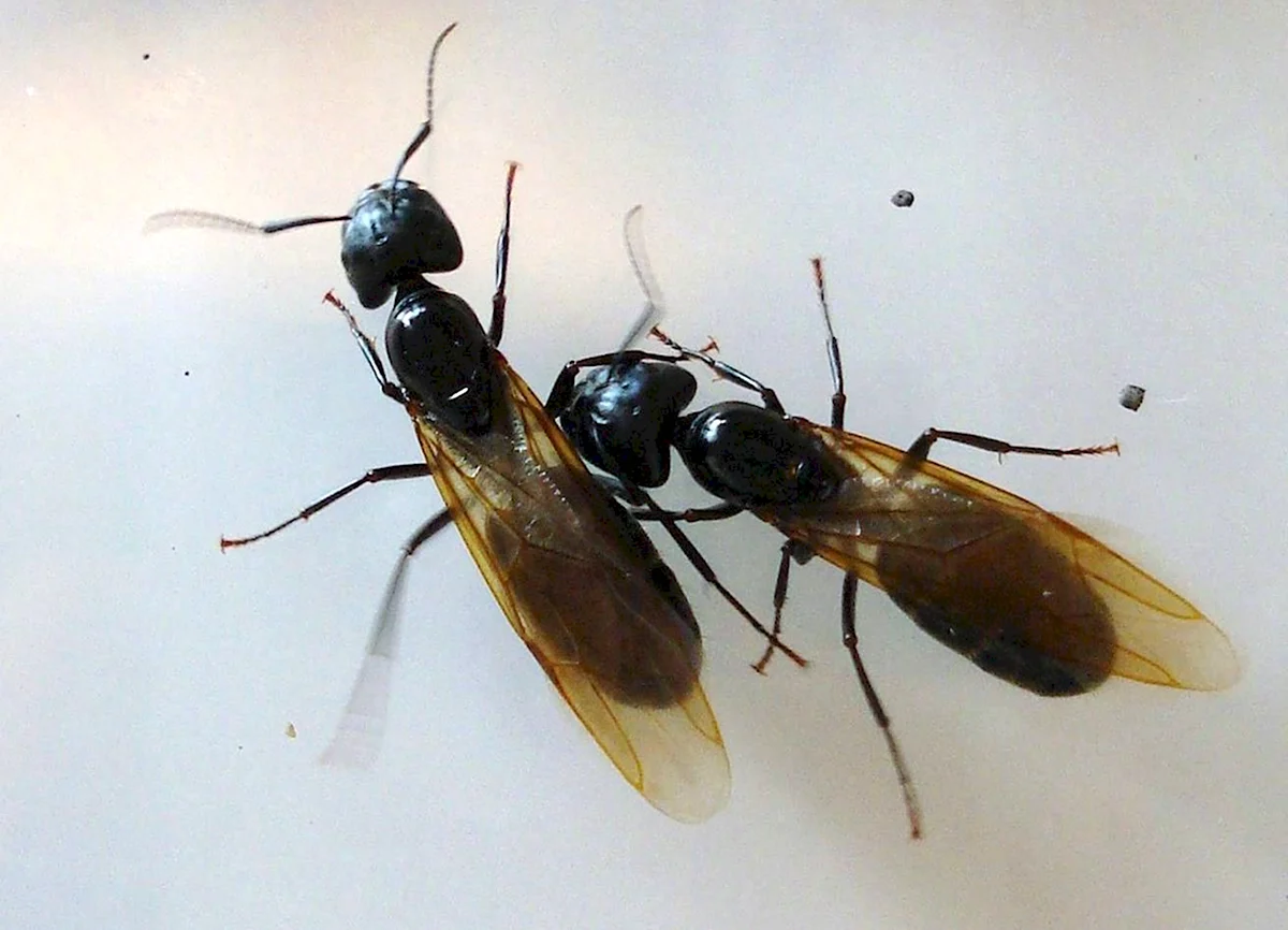 Мошки похожие на муравьев с крыльями
