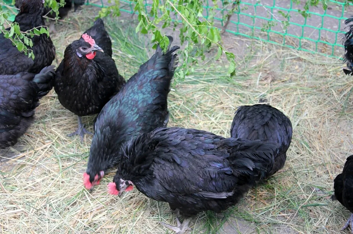 Московская чёрная порода кур