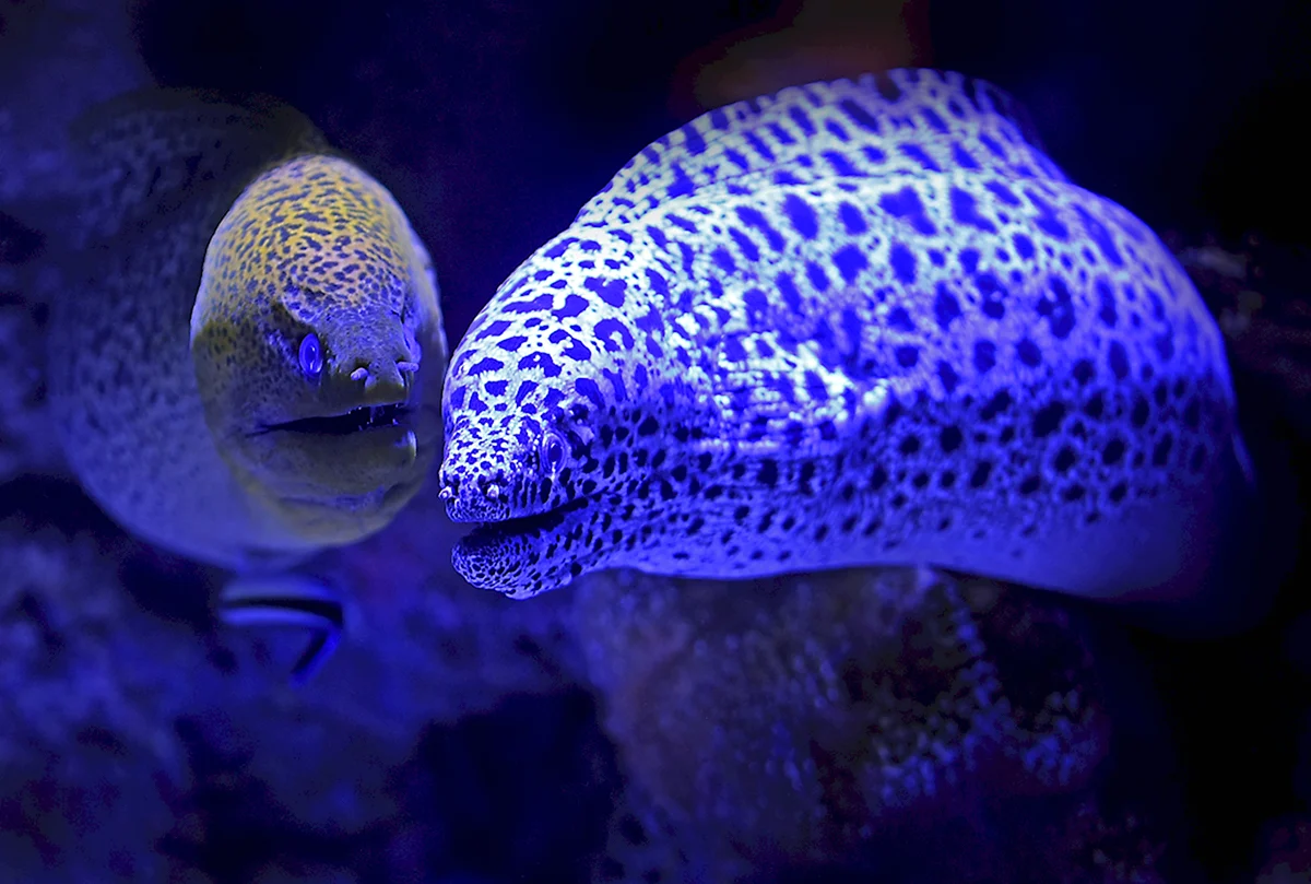 Мурена аквариумная голубая
