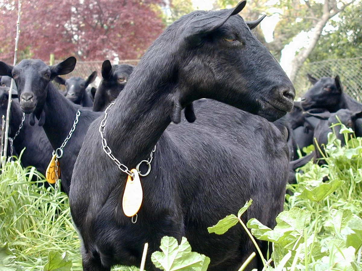 Мурсия Гранада козы