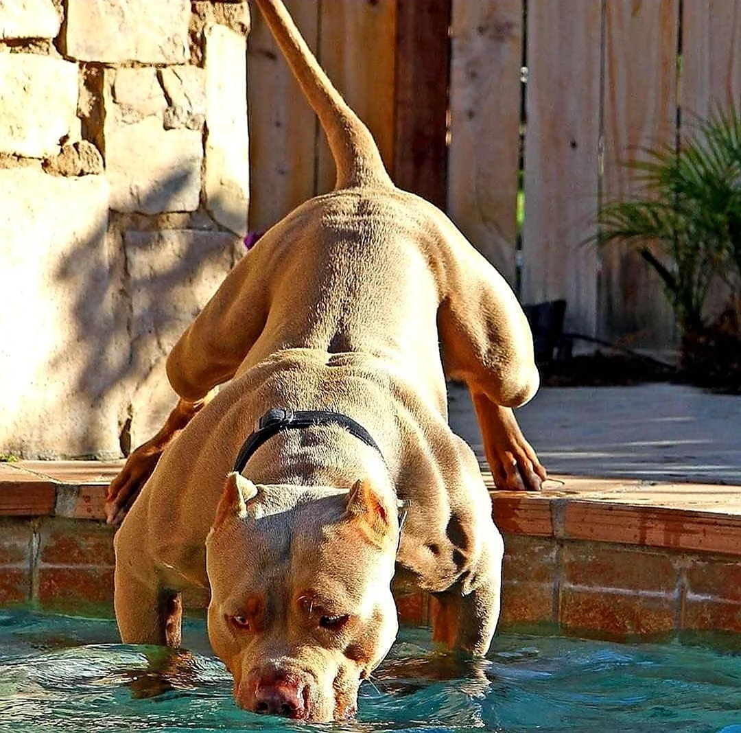 Мускулистая собака в прыжке