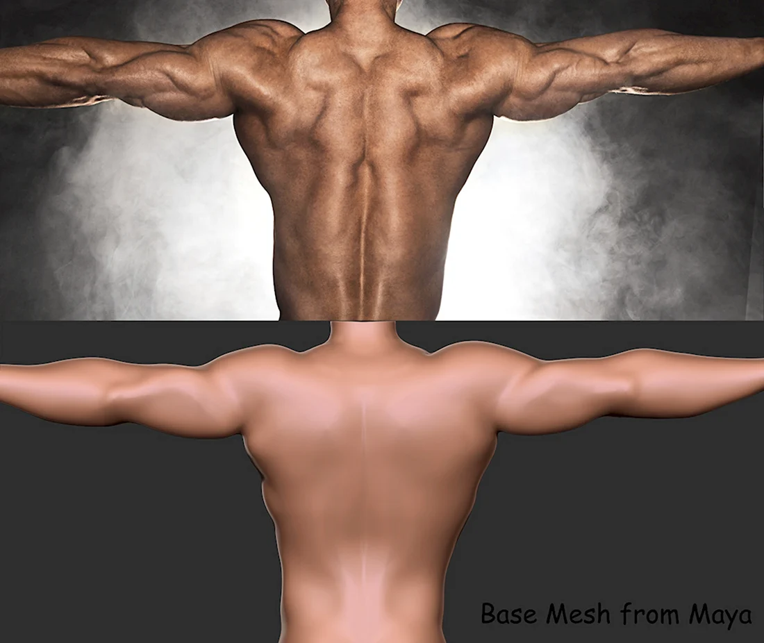 Мускулы спины