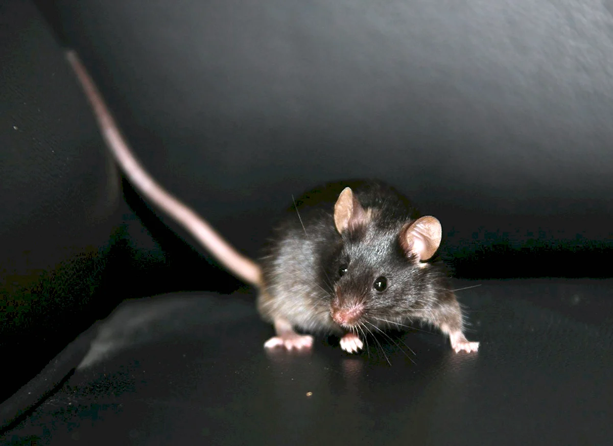 Мышь черная домовая