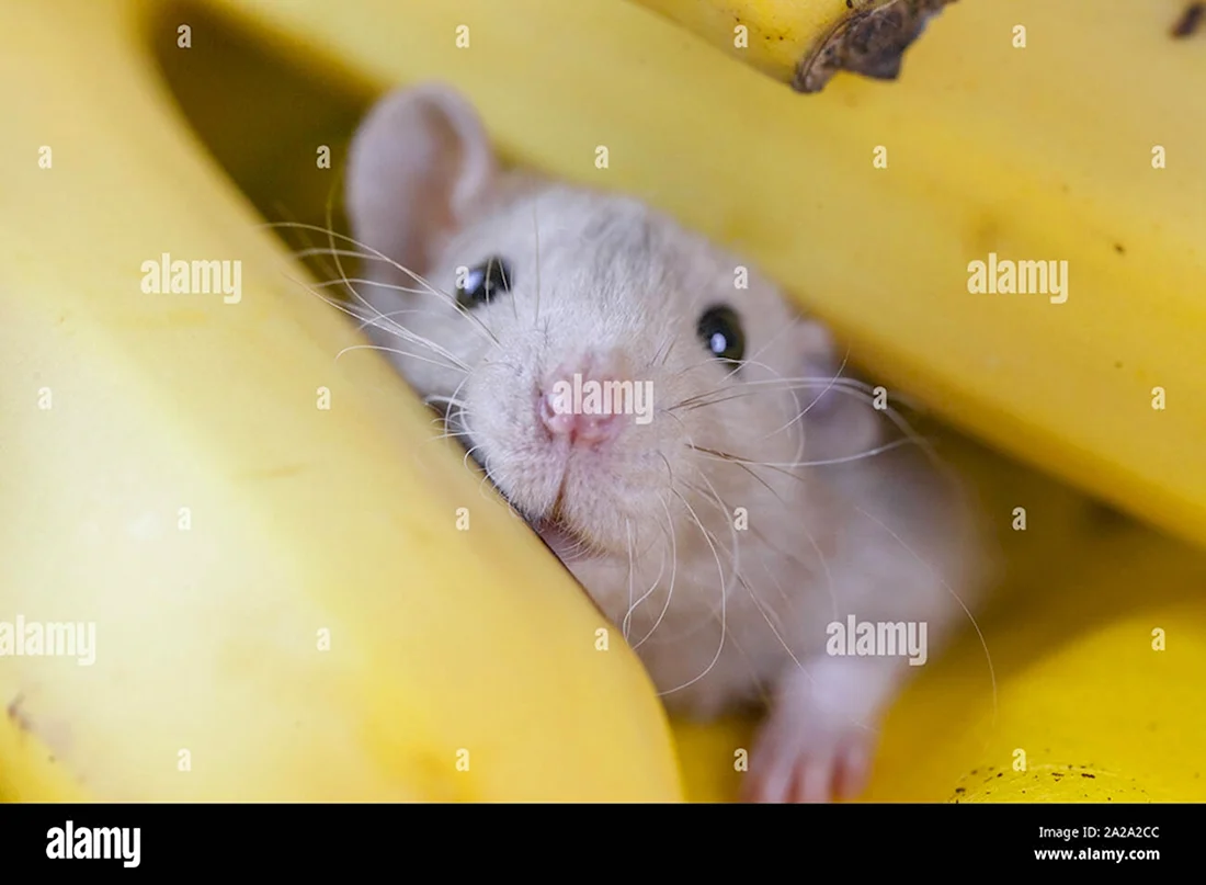 Мышь и банан