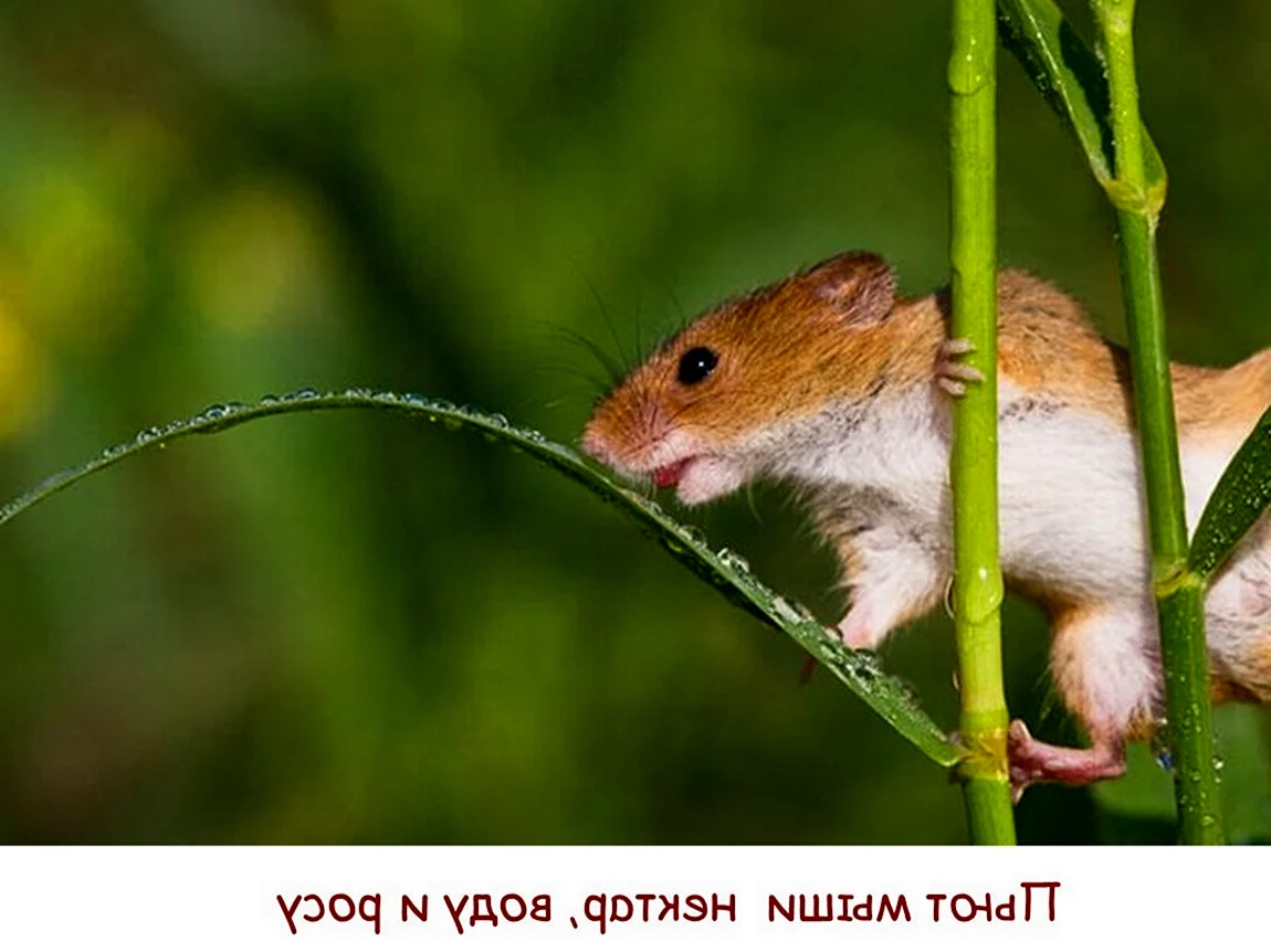 Мышь Малютка полевка