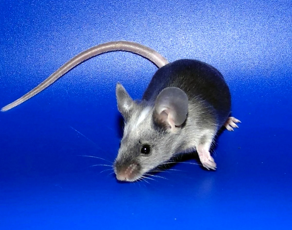 Мышь сатиновая ангорская