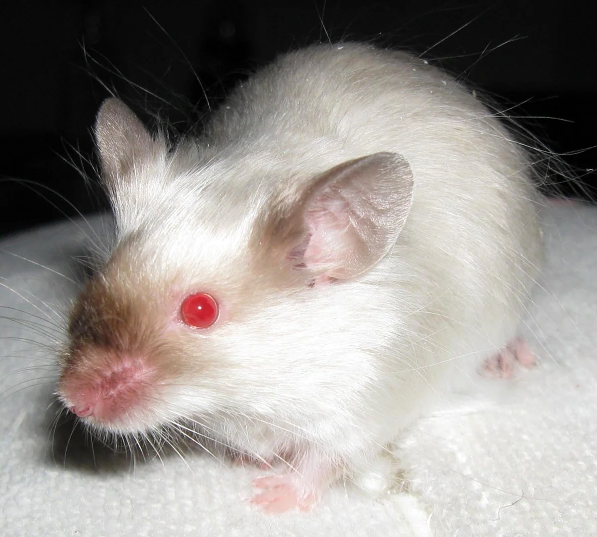 Мышь сатиновая ангорская