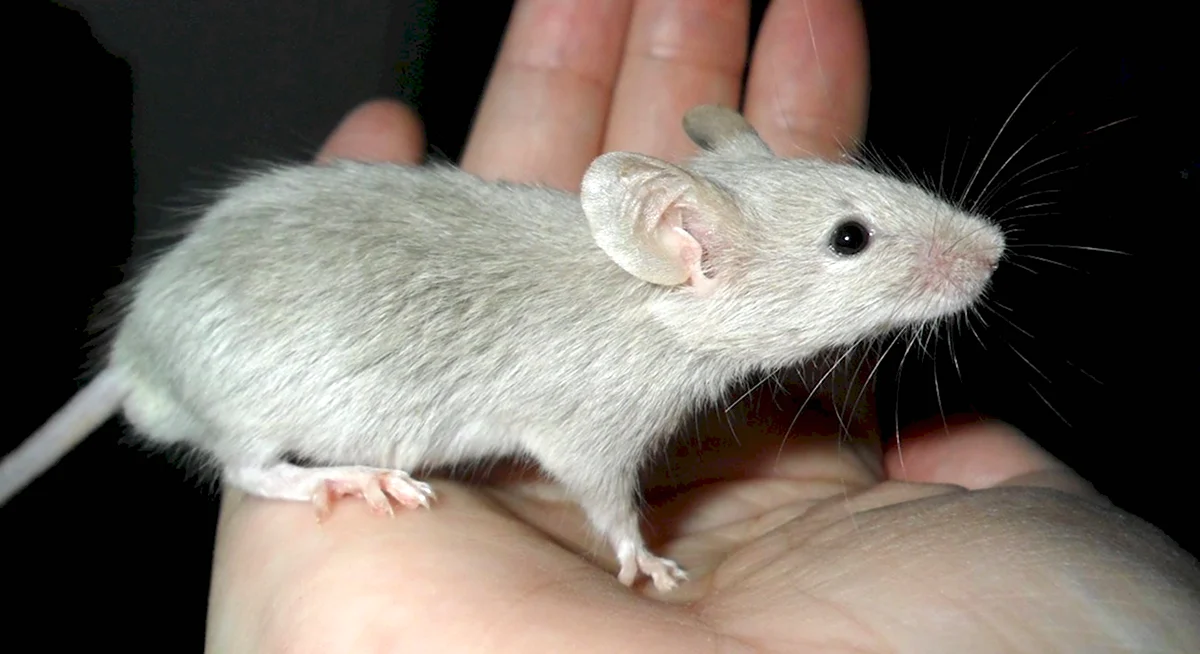 Мышь Живая