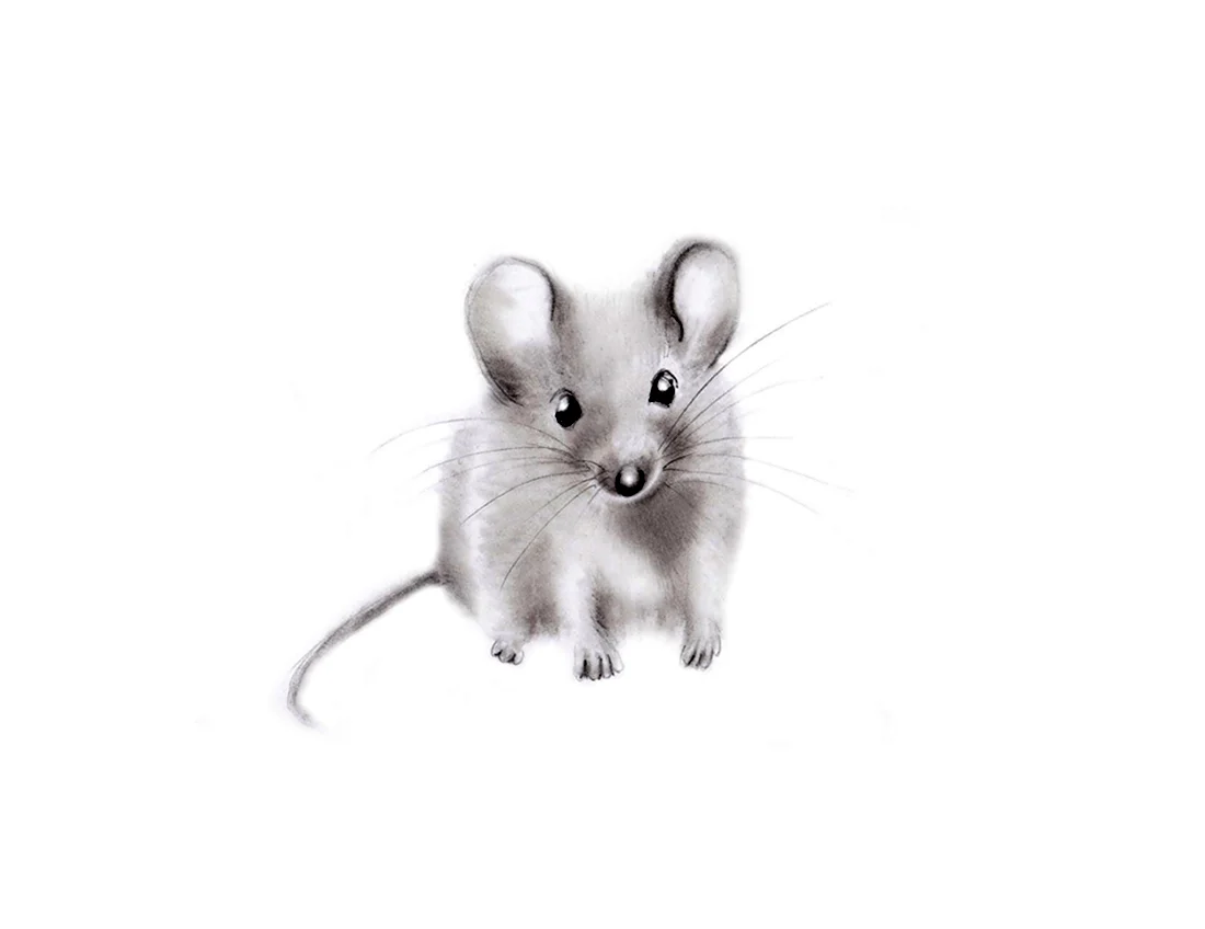 Мышка на белом фоне