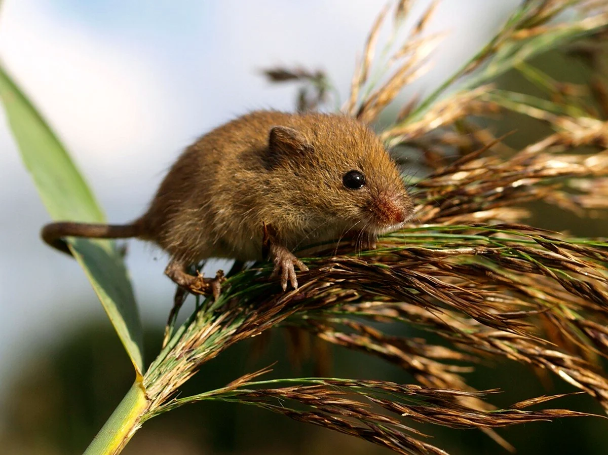 Мышь-Малютка – Micromys minutus