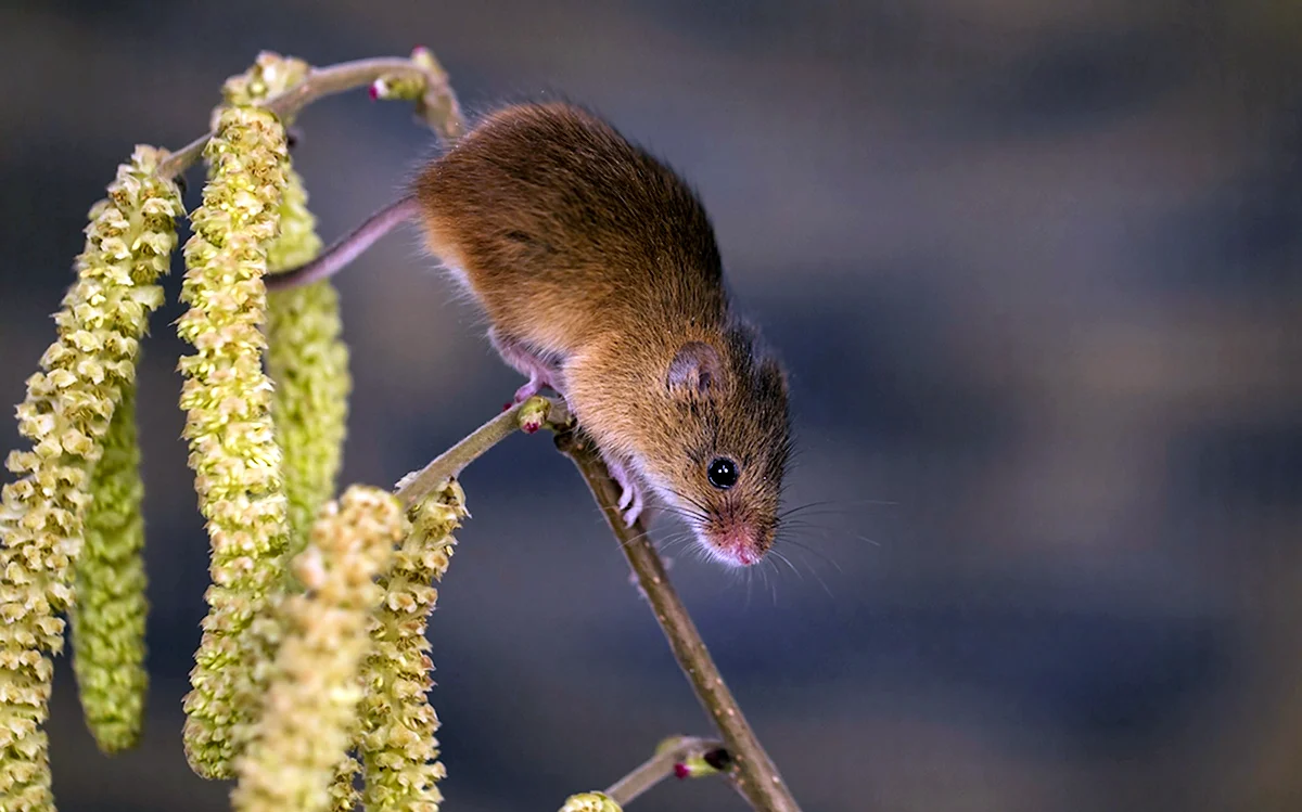 Мышь-Малютка – Micromys minutus