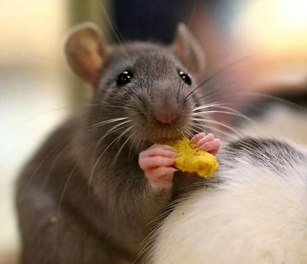 Мышонок кушает