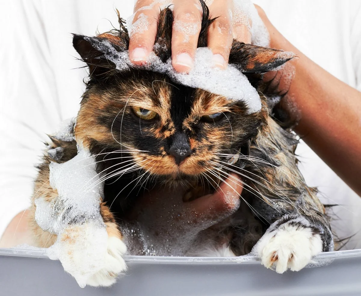 Мытье кошки