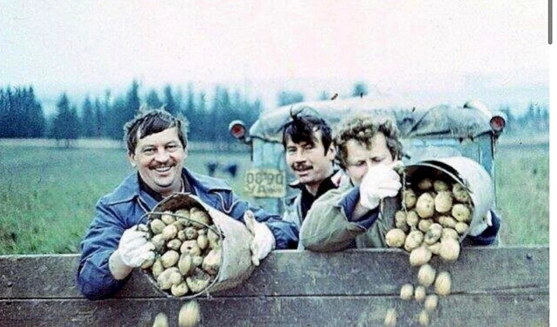 На картошку в СССР