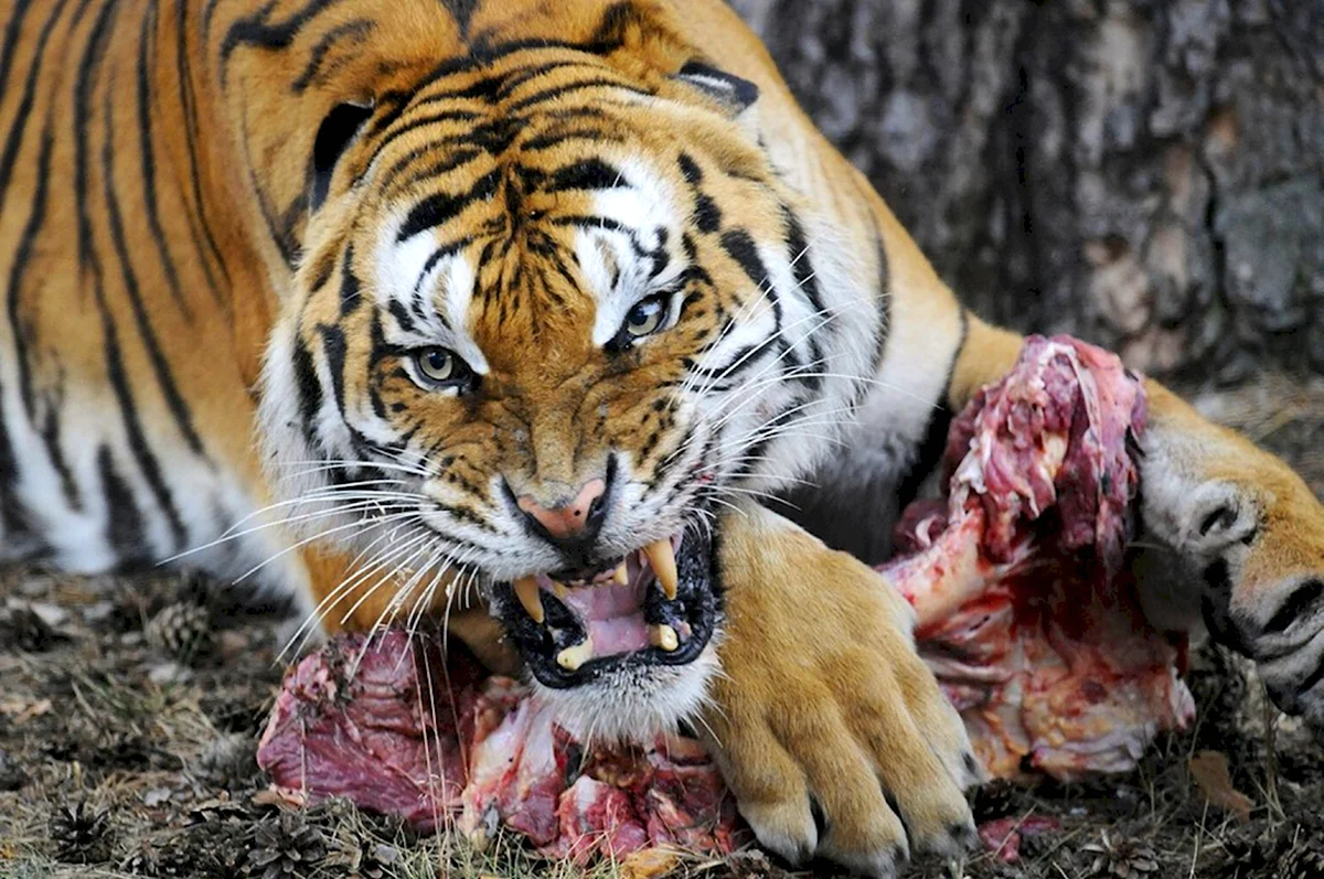 Нападающий Амурский тигр