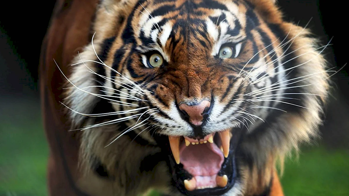 Нападающий тигр
