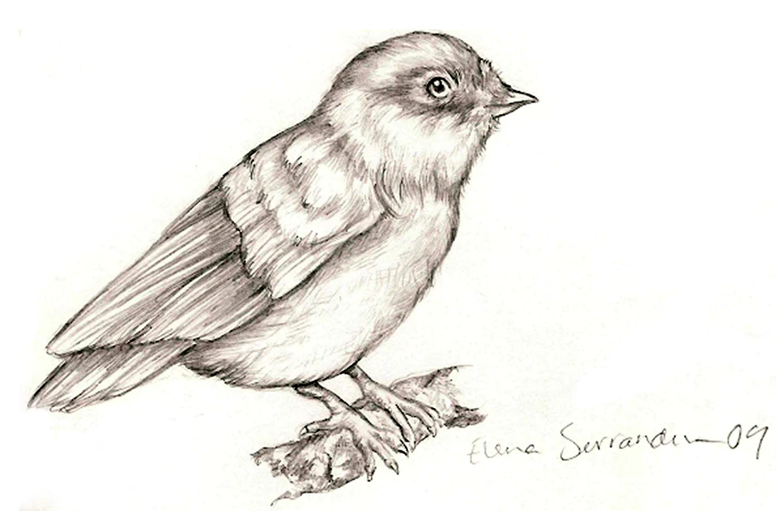 Нарисовать портрет птицы